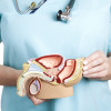 Male reproductive system
