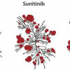 Avapritinib binds only to specific mutated enzymes, called kinases (red circles), in cells, while similar drugs bind to far more kinases.