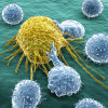 White blood cells