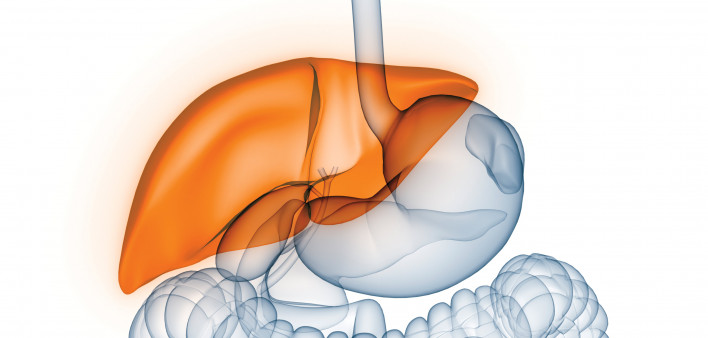 liver illustration digestive tract