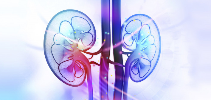 kidneys