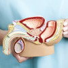 Male reproductive system
