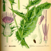 Illustration of Silybum marianum