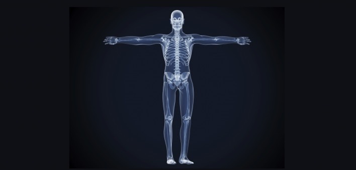  bones skeleton