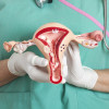 Female reproductive system