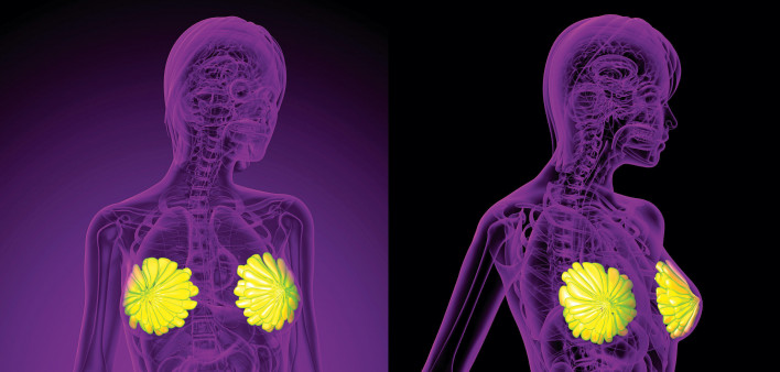 3d rendering medical illustration of the human breast