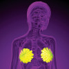 3d rendering medical illustration of the human breast