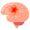 brain illustration