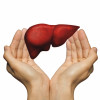 hands and liver illustration