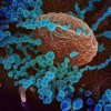 Scanning electron microscope image of the new coronavirus, SARS-CoV-2 (blue), emerging from the surface of cells cultured in the lab.