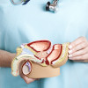 Male reproductive system