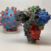 3D model of SARS-CoV2 coronavirus (back) and its spike protein (front) that enables the virus to enter human cells.