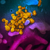 Novel coronavirus SARS-CoV-2