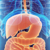 Digestive system