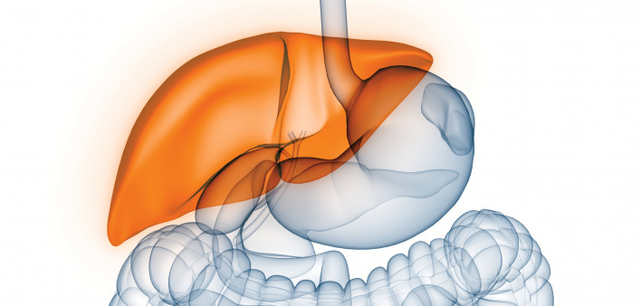 liver illustration digestive tract