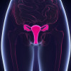 Female reproductive system