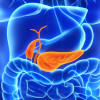 Pancreas and gall bladder