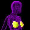 3D rendering of the breast