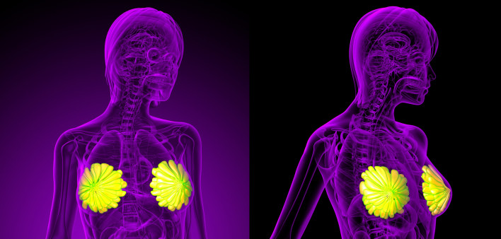3D rendering of the breast