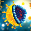 HCV Virus