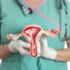 Female reproductive system