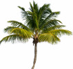 Palm Tree