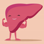 illustration of liver flexing muscles