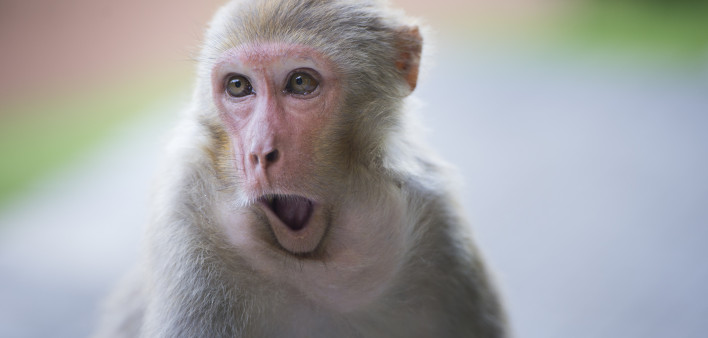 Rhesus macaque