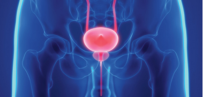 prostate bladder illustration