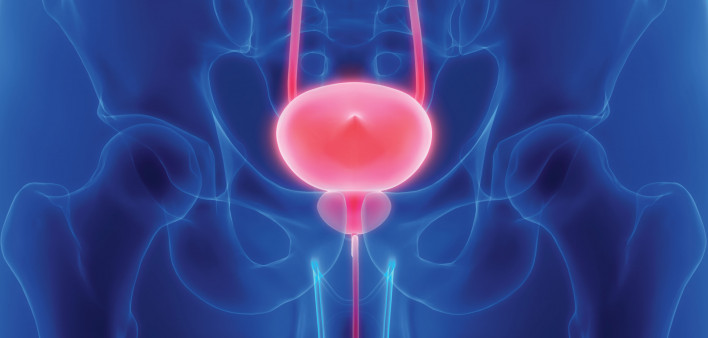 prostate bladder illustration