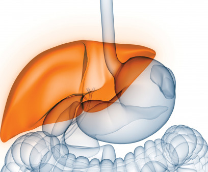 liver illustration digestive tract