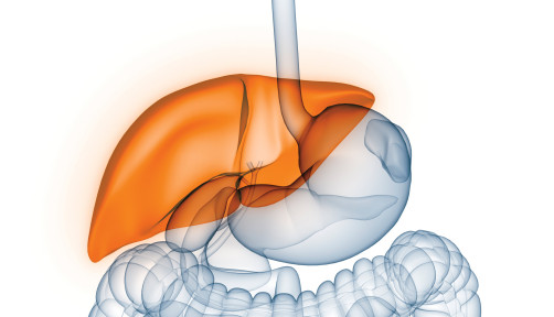 liver illustration digestive tract