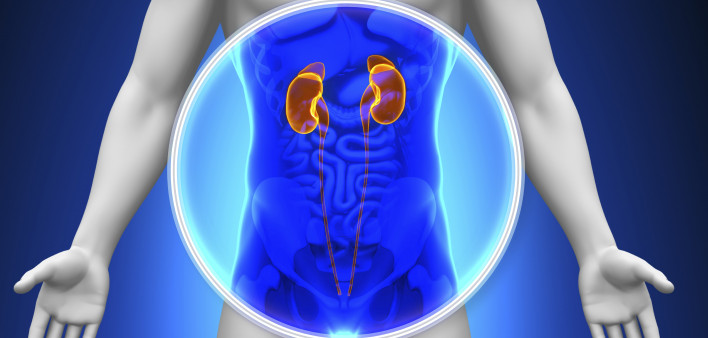 kidneys