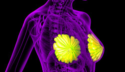 3D rendering of the breast