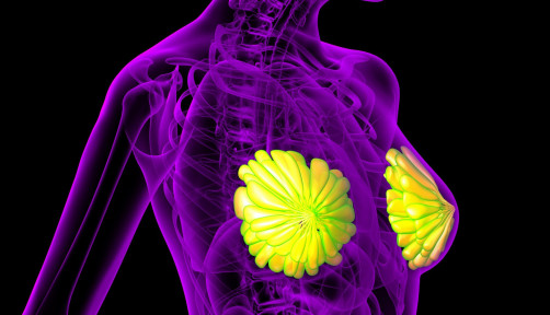 3D rendering of the breast