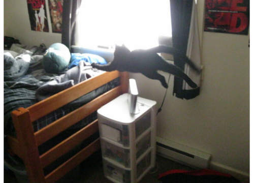 It was a feat to get this picture. cat jumping onto bed