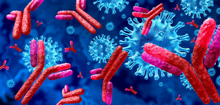 Antibodies attacking SARS-CoV-2, the coronavirus that causes COVID-19