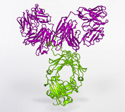 Model of the VRC01 Antibody