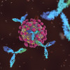Antibodies attacking SARS-CoV-2, the coronavirus that causes COVID-19