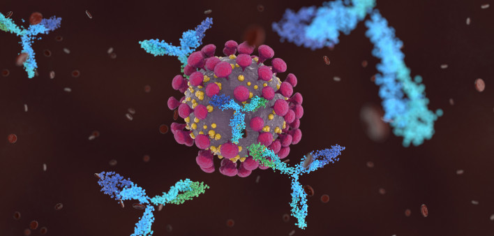 Antibodies attacking SARS-CoV-2, the coronavirus that causes COVID-19
