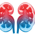 kidneys illustration