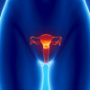 Female reproductive system