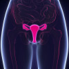 Female reproductive system