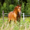 horse in a field