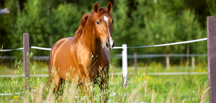 horse in a field