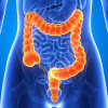 Large intestine