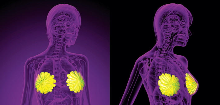 3d rendering medical illustration of the human breast