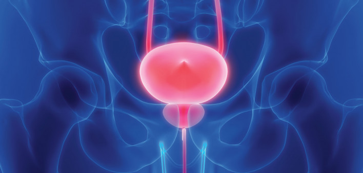 prostate bladder illustration