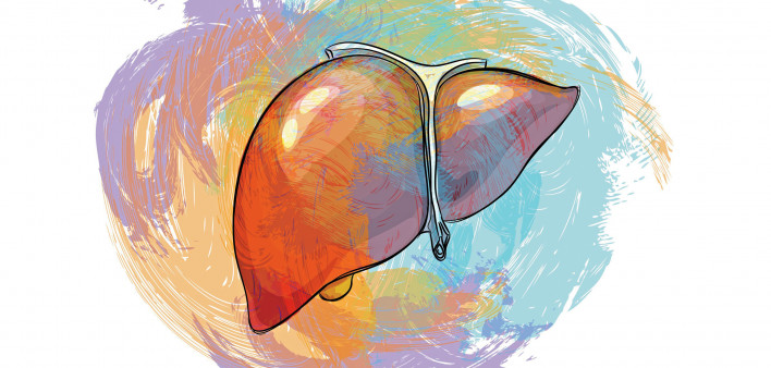 illustration of a liver
