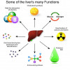Hep C can interfere with the liver’s many important functions